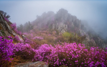 주작산 진달래 - 덕룡산(주작산)