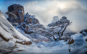 신선대 소나무 설경