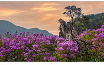 금당 계곡 수달래