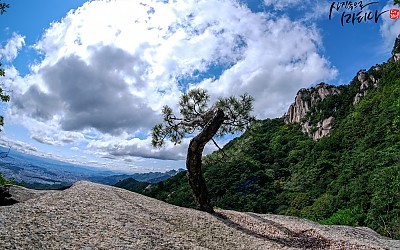 명품소나무..