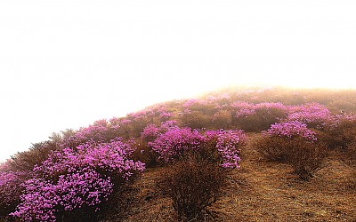 황매산 진달래