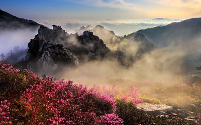 주작산의 봄