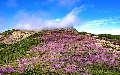 한라산 화원