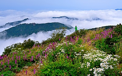 지리산 야생화
