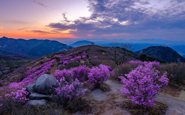 황매산 진달래 - 황매산