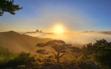 진안마령 명품소나무~~