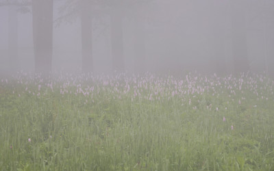 함백산 만항재 범꼬리